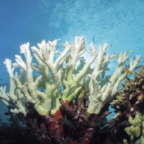 ปะการัง -ชาโด้ววว OZ 136